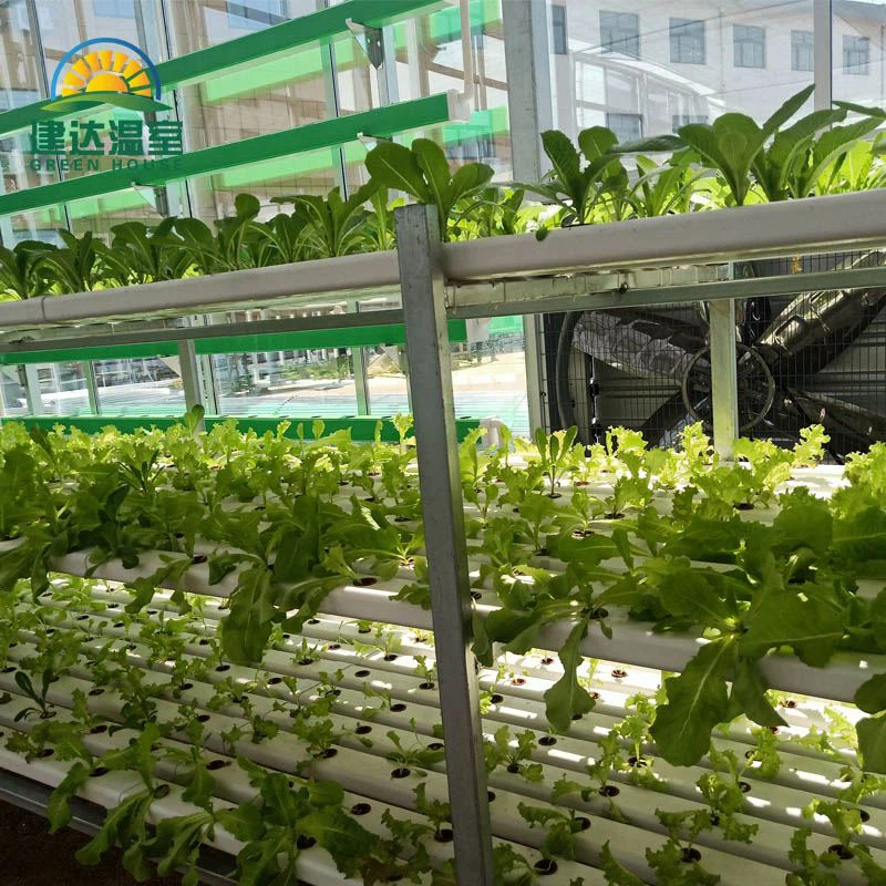 vegetable lettuce greenhouse with hydroponic