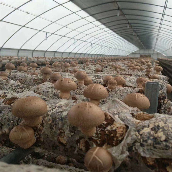 mushroom shed