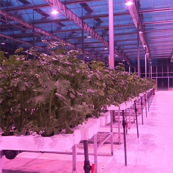 Nutrient Film Technique (NFT) Hydroponic