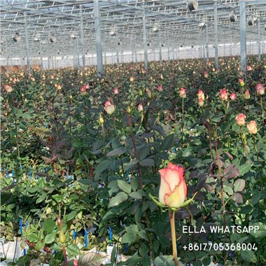 Квіти і рослини Зелені будинки